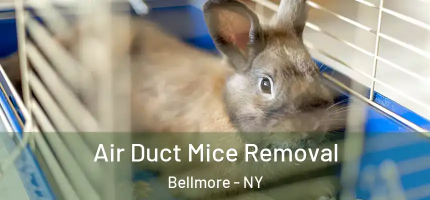  Air Duct Mice Removal Bellmore - NY